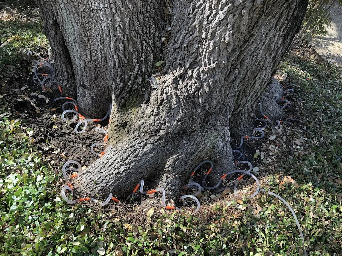 Detailed Tree Cabling and Bracing job site in Cade