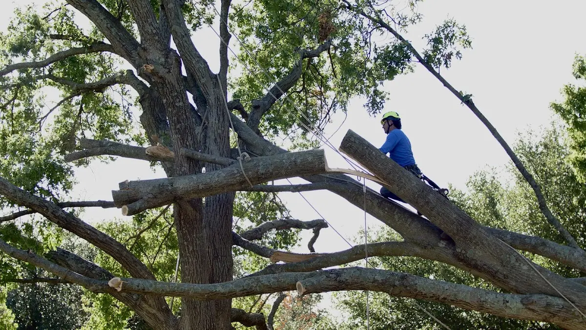 Professional Hazardous Tree Removal performed by certified arborists in Cade